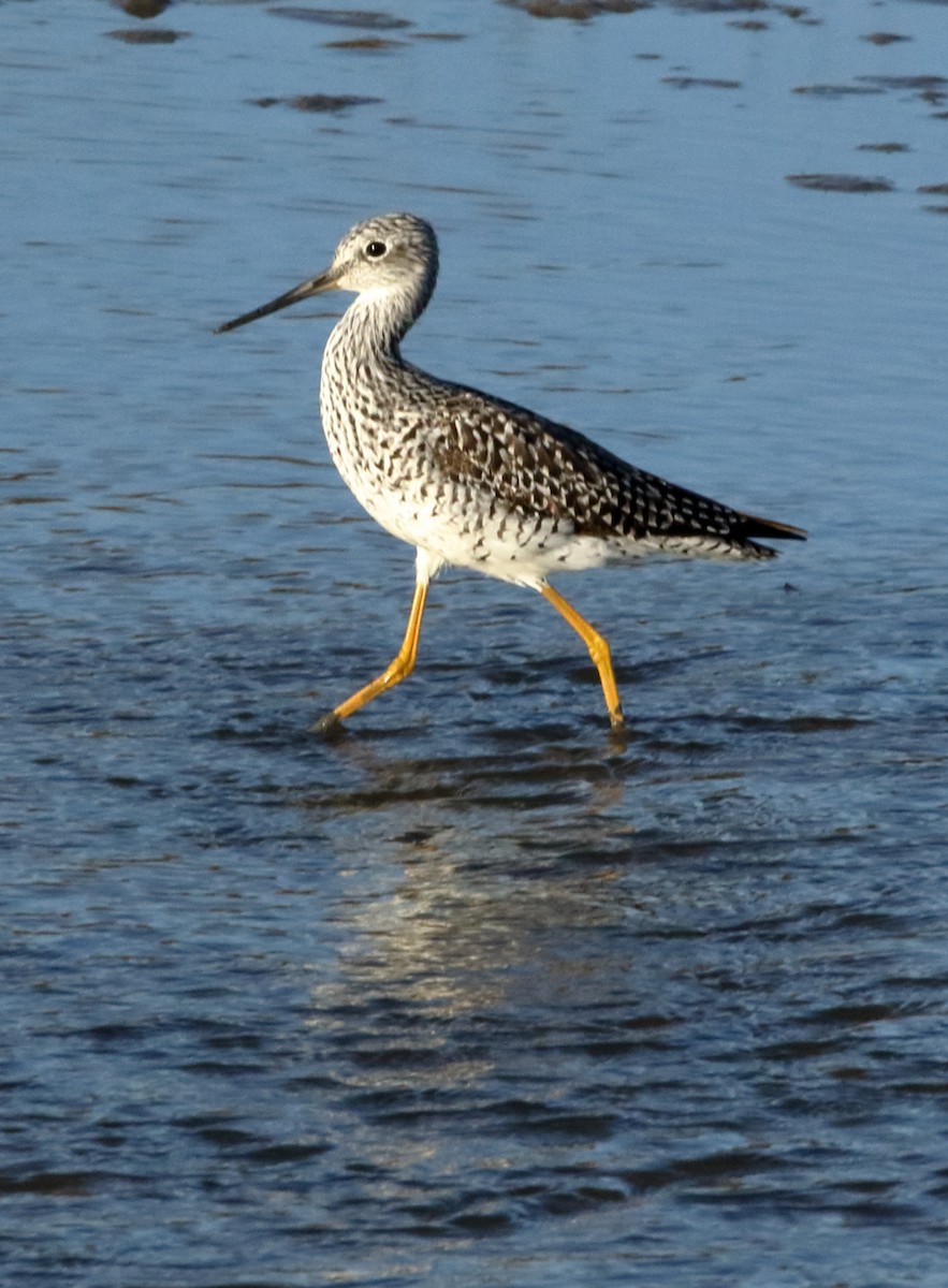 Greater Yellowlegs - ML633801367