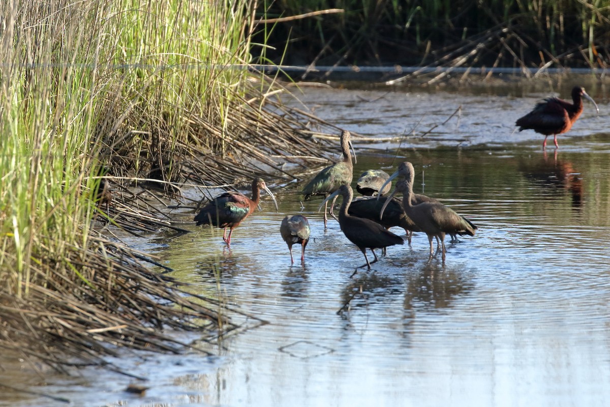 White-faced Ibis - ML633801395