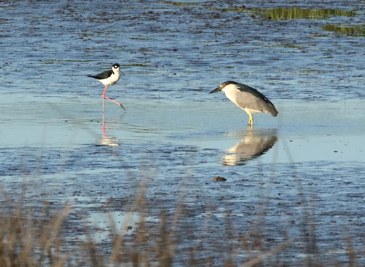 Black-crowned Night Heron - ML633801408