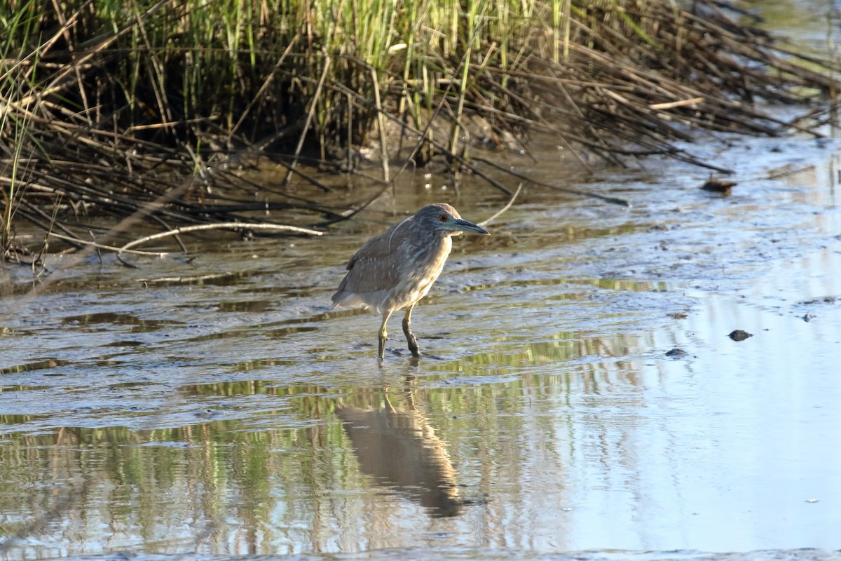 Black-crowned Night Heron - ML633801409