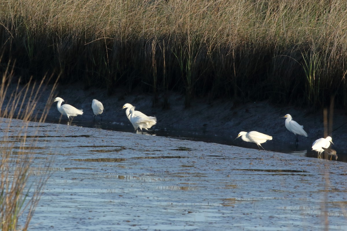 Snowy Egret - ML633801427