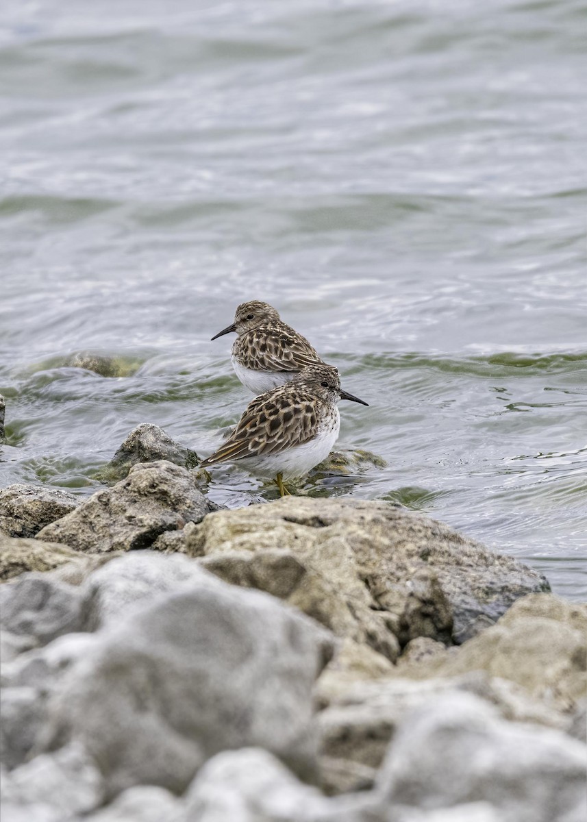 Least Sandpiper - ML633801848