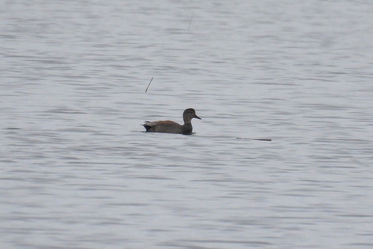 Бор нугас - ML633801914