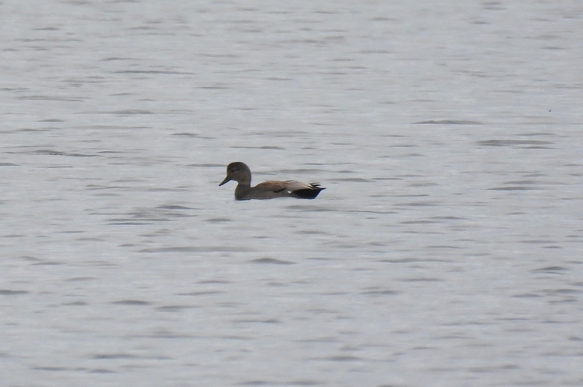 Бор нугас - ML633801919