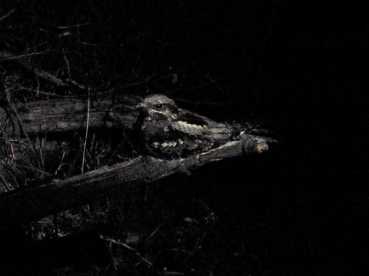 Eurasian Nightjar - ML633802447