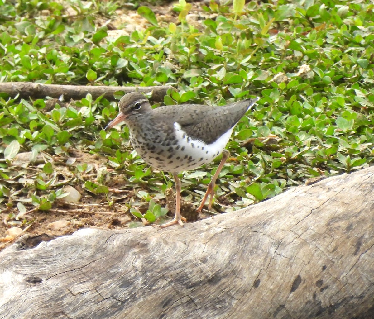 Spotted Sandpiper - ML633802455