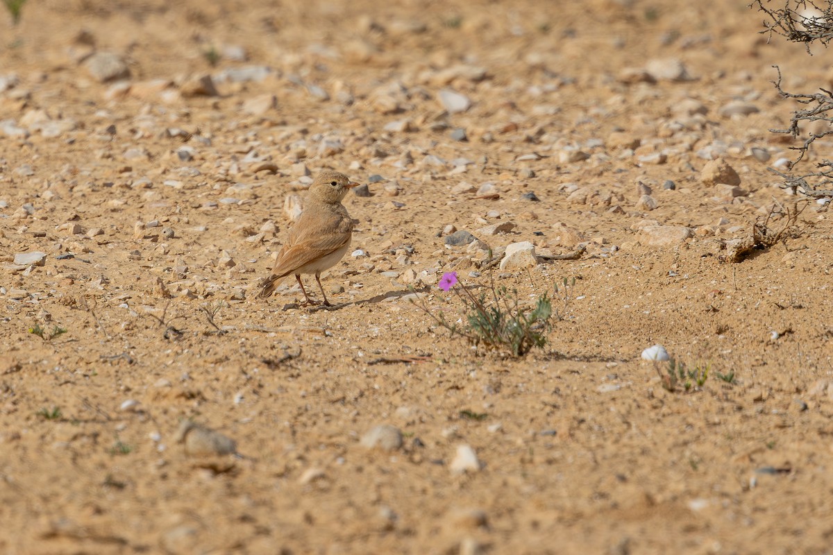 Allodola del deserto minore - ML633802668