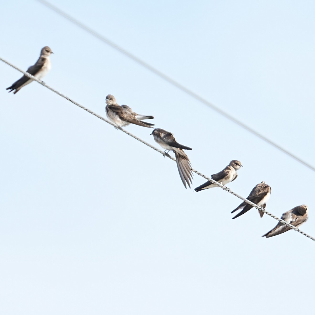 Northern Rough-winged Swallow - ML633803046