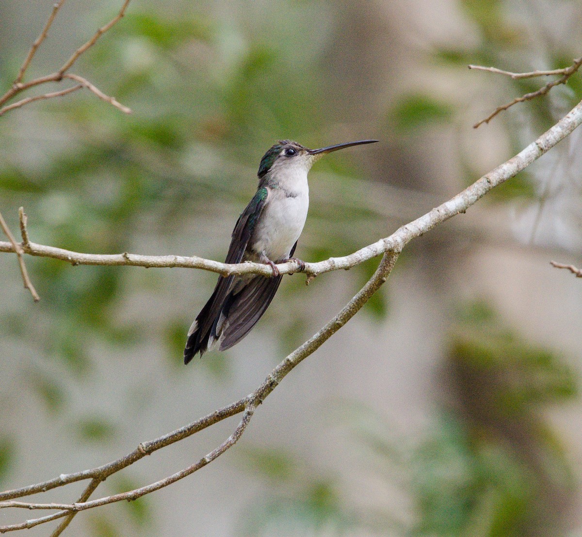 Wedge-tailed Sabrewing - ML633803142