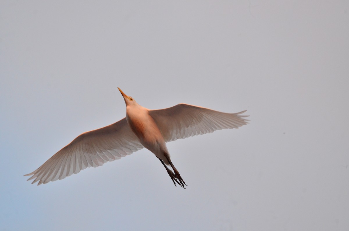 Western Cattle-Egret - ML633803230