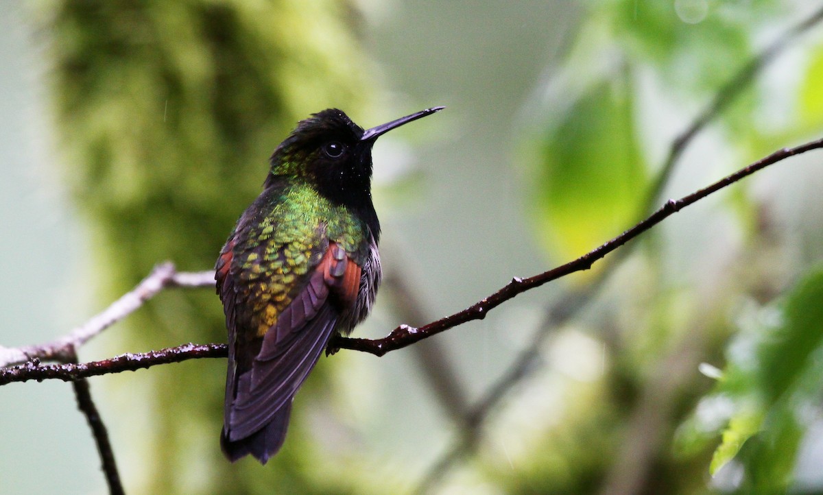 Black-bellied Hummingbird - ML633803277