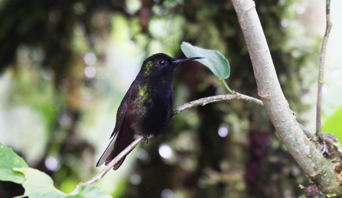 Black-bellied Hummingbird - ML633803279