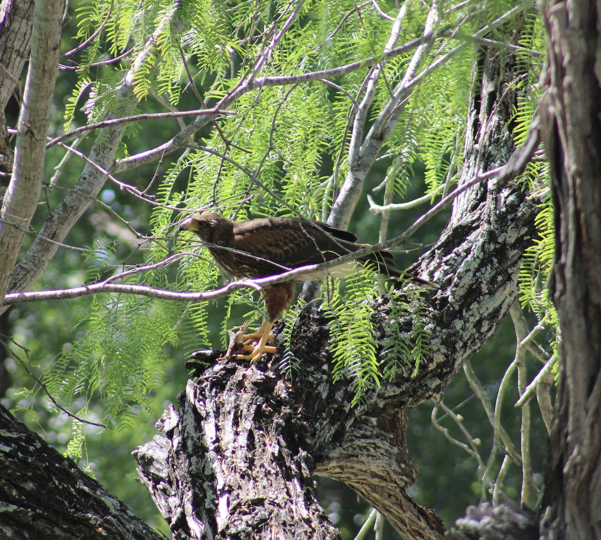Harris's Hawk - ML633803318