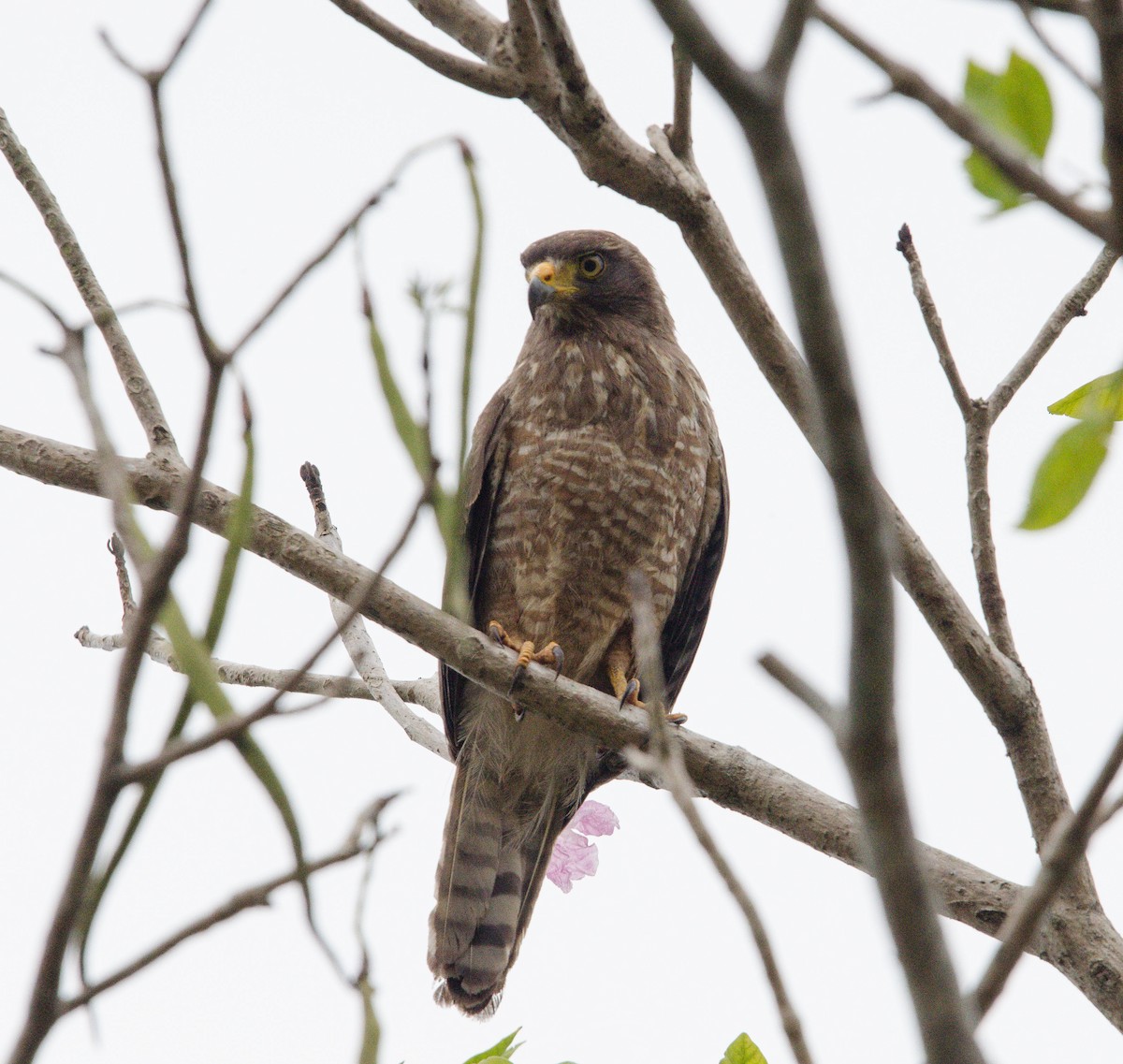 Roadside Hawk - ML633803409