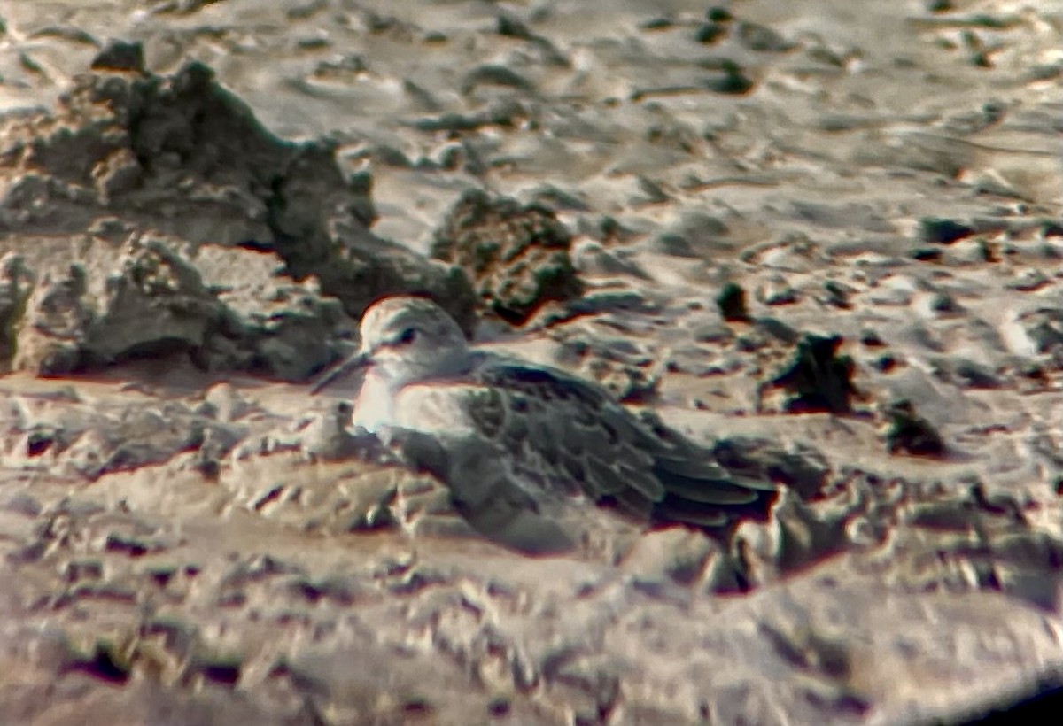 Bécasseau de Temminck - ML633803415