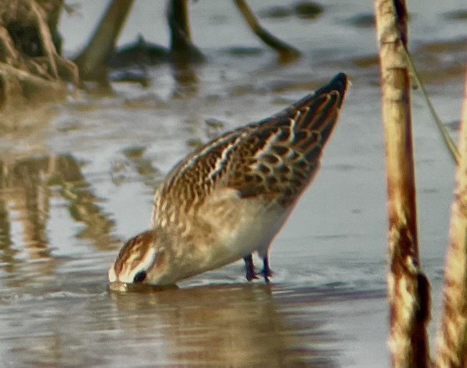 Bécasseau minute - ML633803469