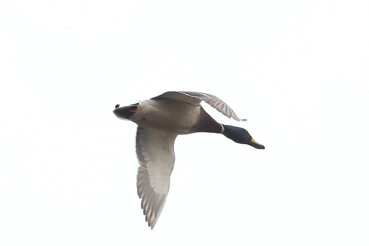 Stockente - ML633803513