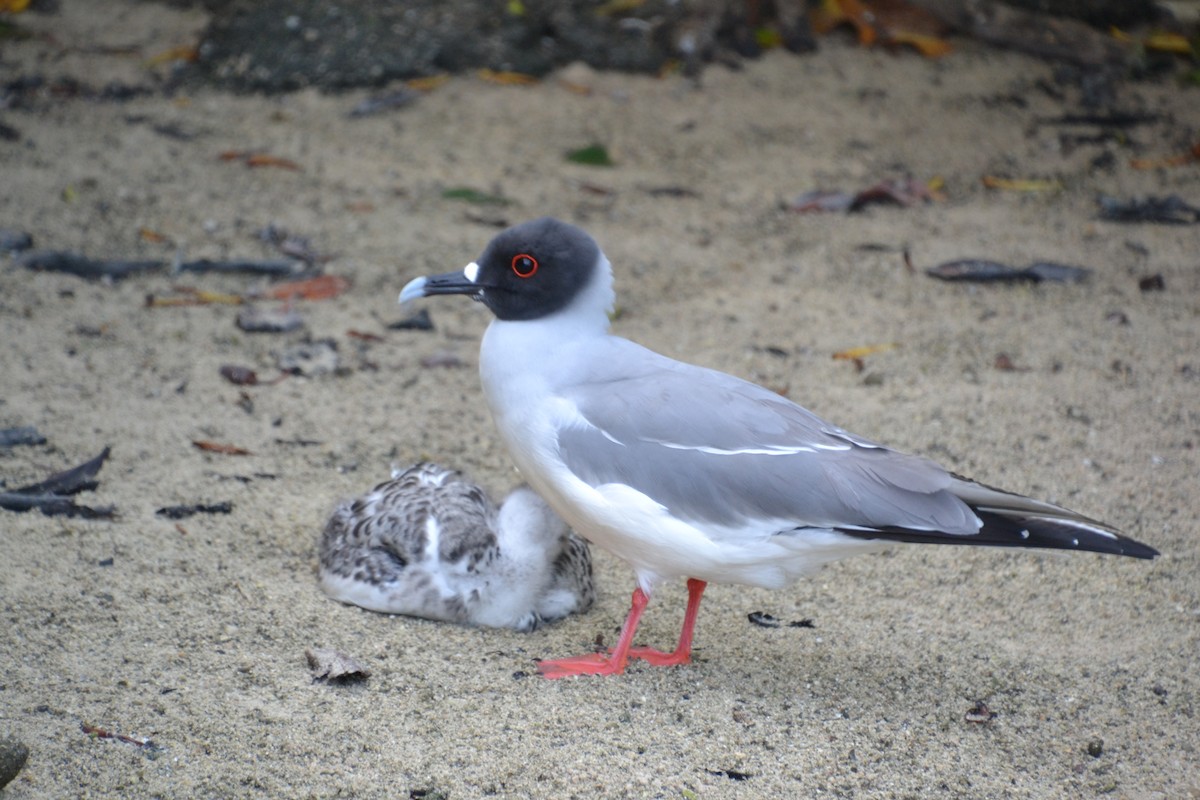 Swallow-tailed Gull - ML633803522