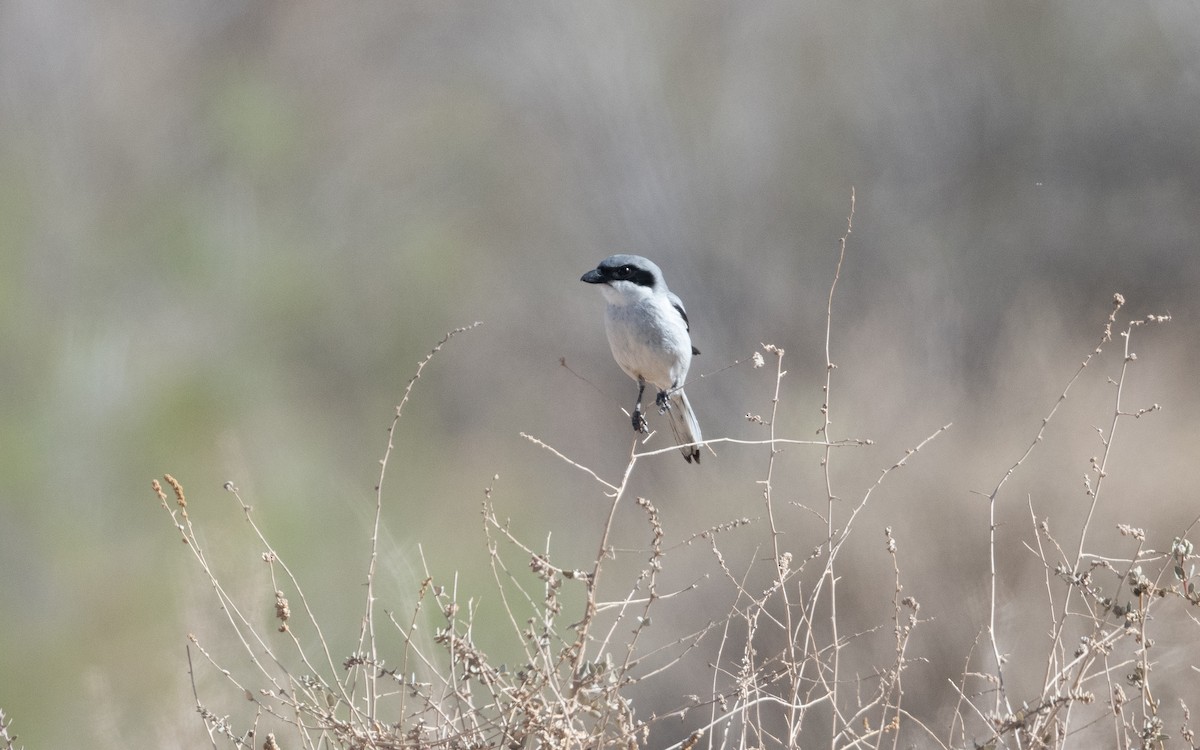 Great Gray Shrike (Sahara) - ML633803559