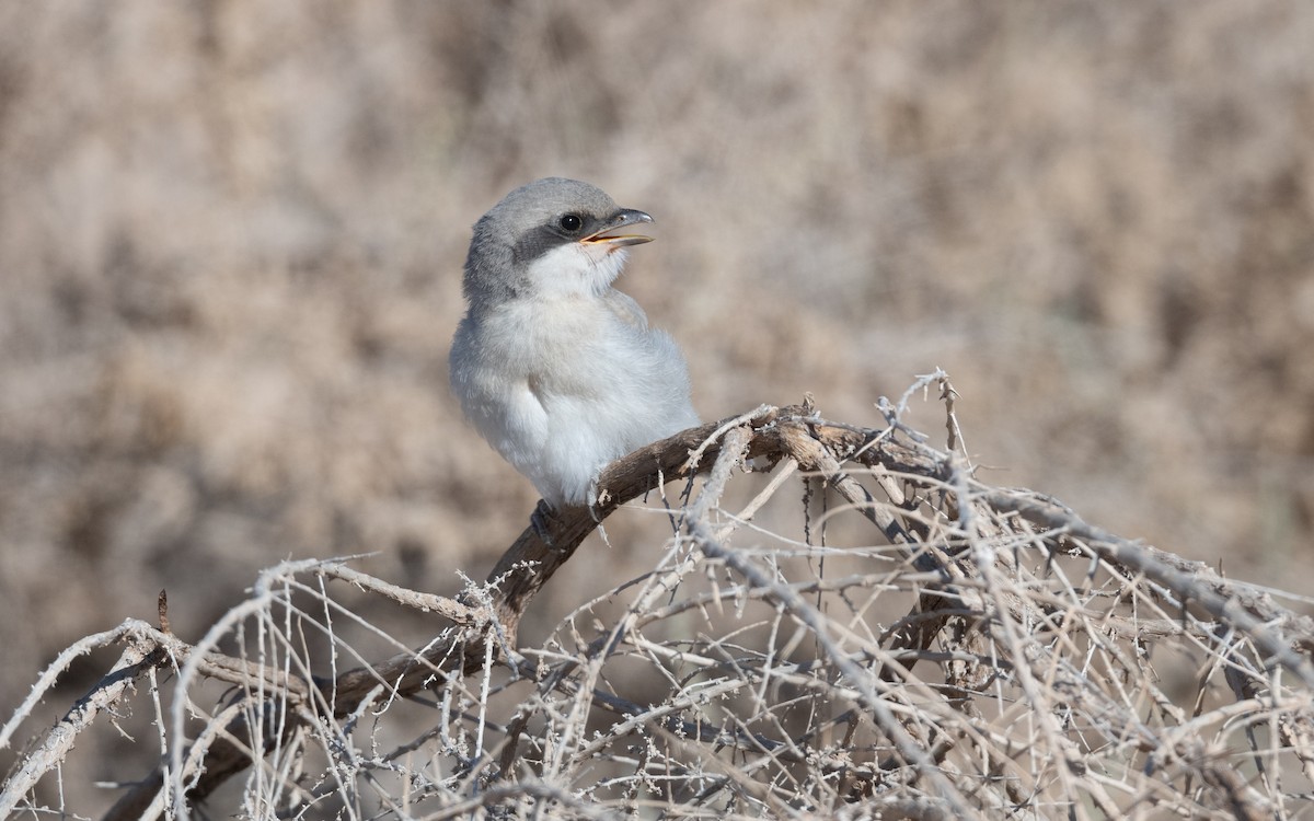 Great Gray Shrike (Sahara) - ML633803560