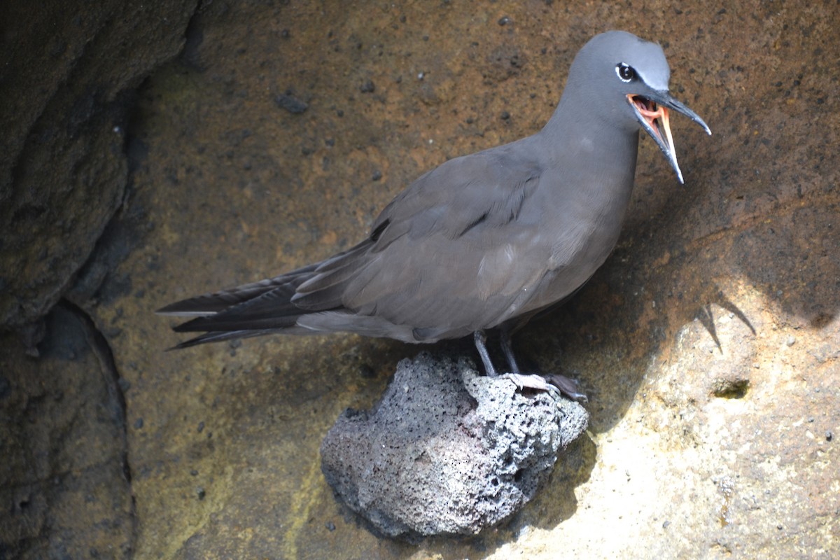 Brown Noddy - ML633803564