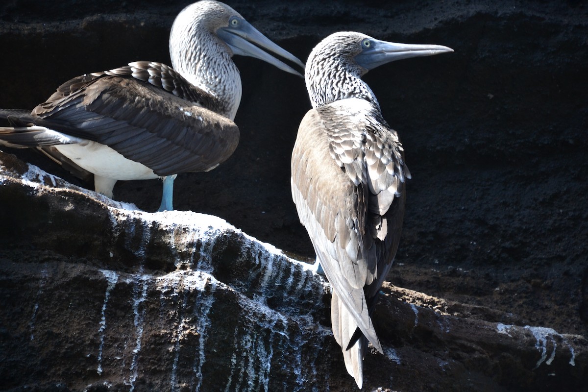 Blue-footed Booby - ML633803612
