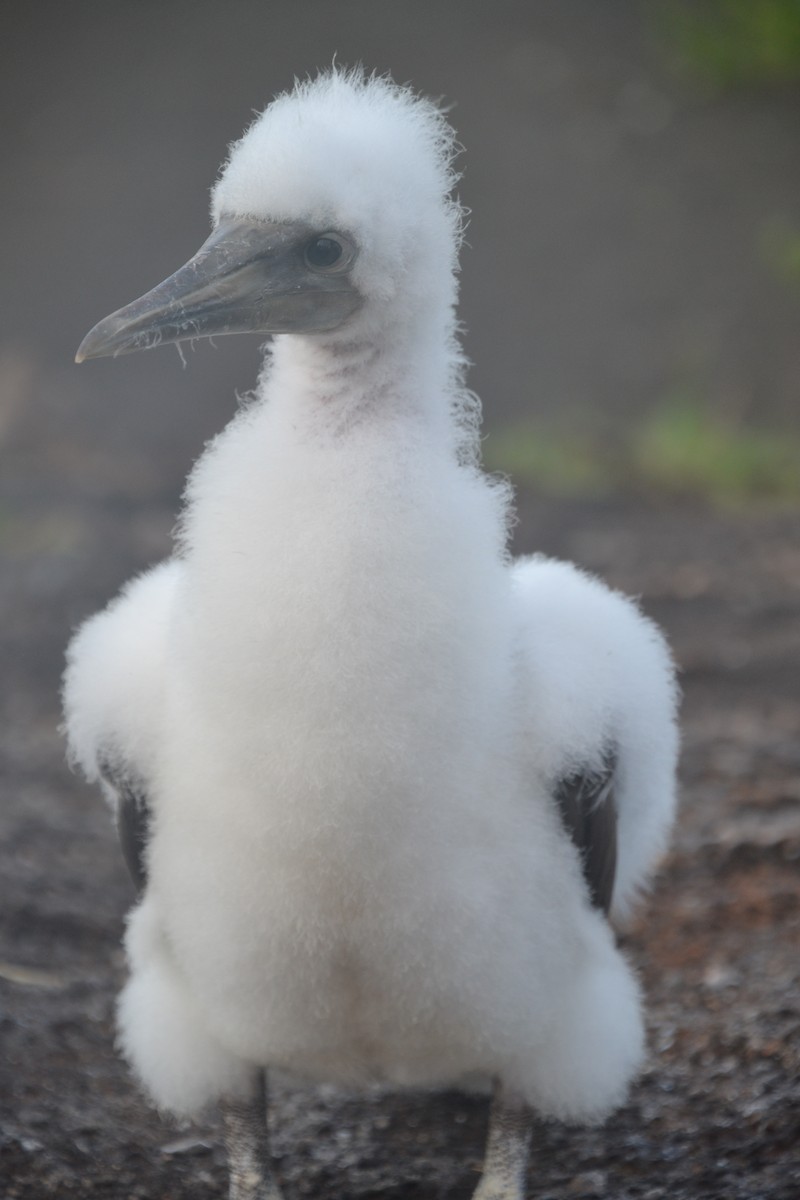 Nazca Booby - ML633803632