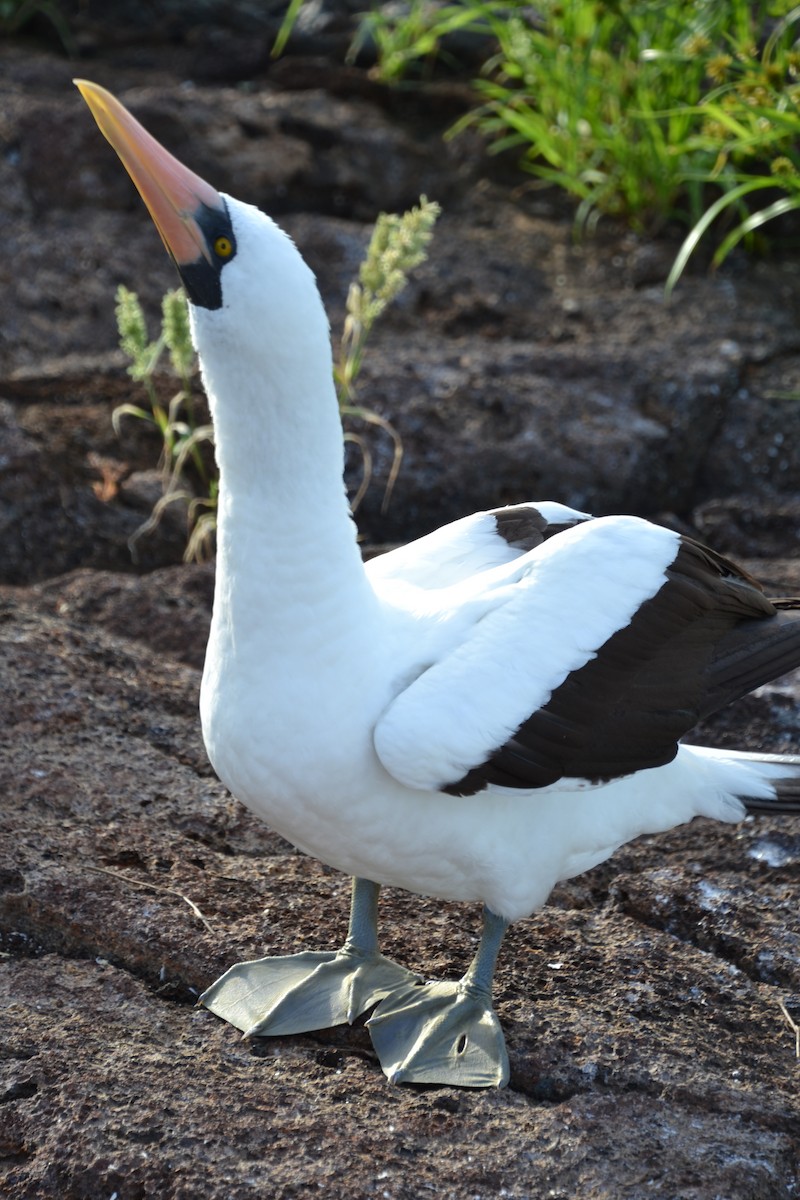 Nazca Booby - ML633803671