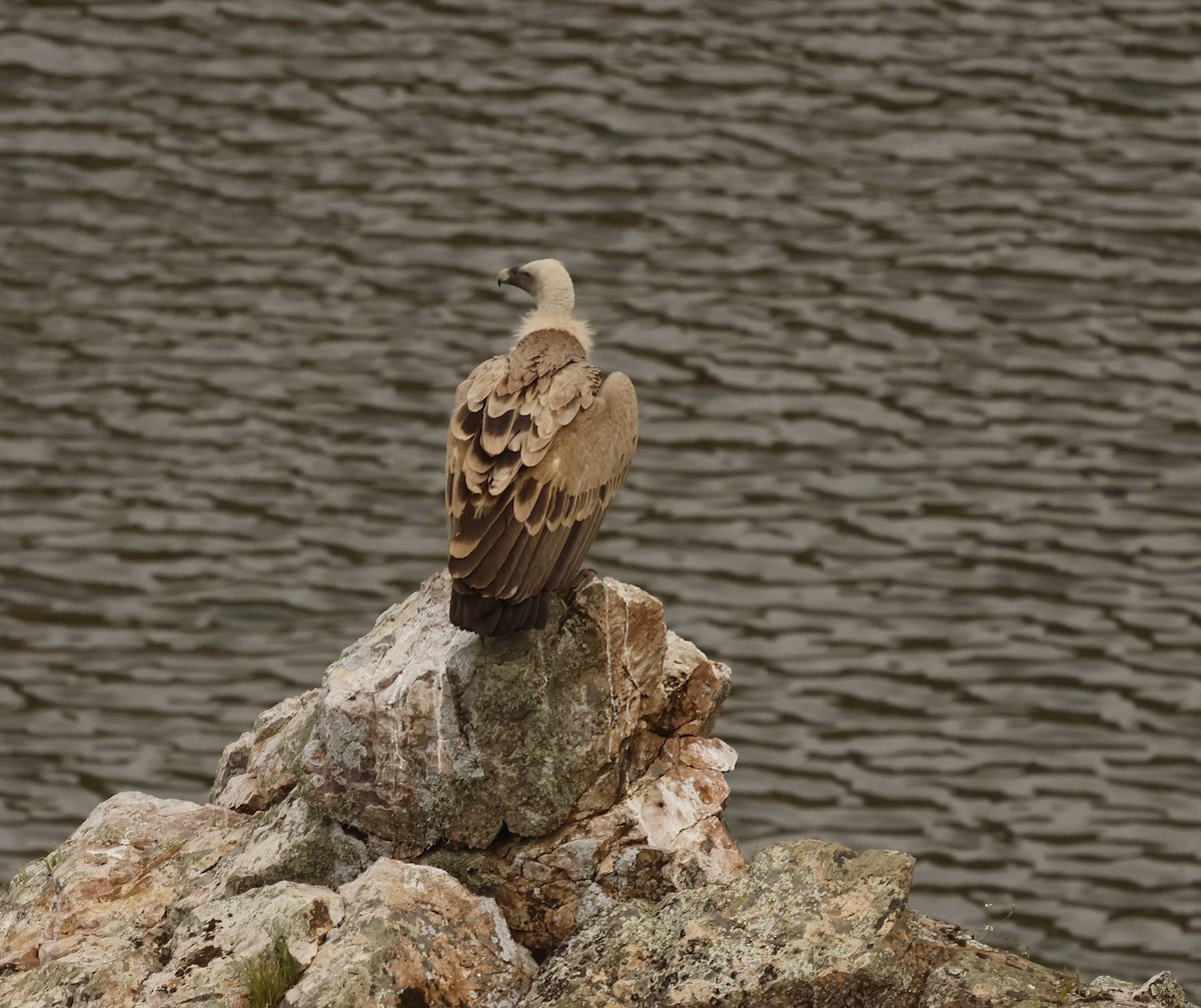 Eurasian Griffon - ML633803692