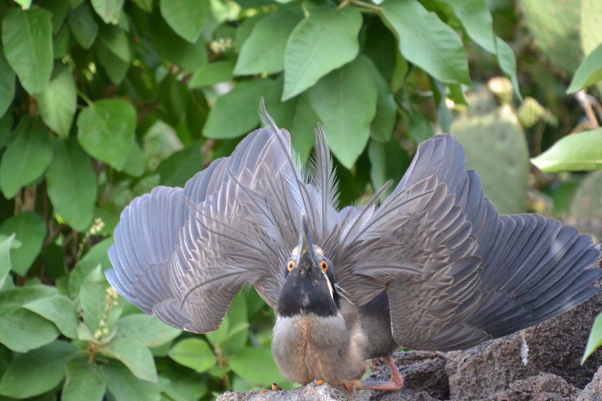 Yellow-crowned Night Heron - ML633803744