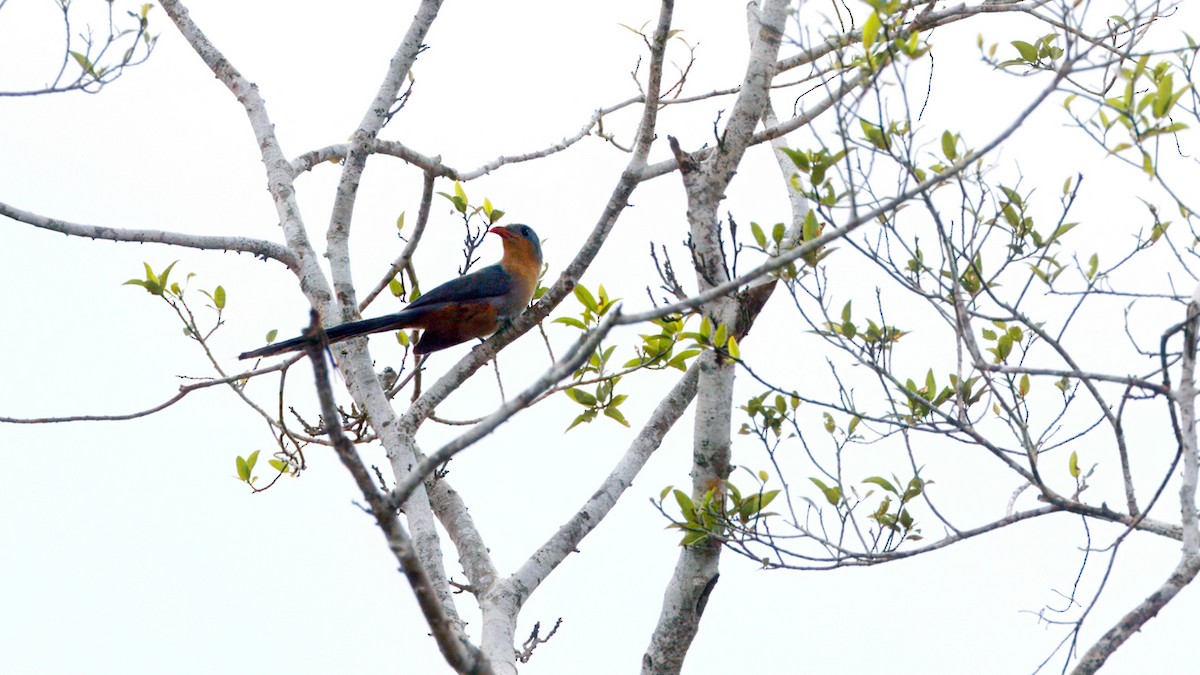 Red-billed Malkoha - ML633803802