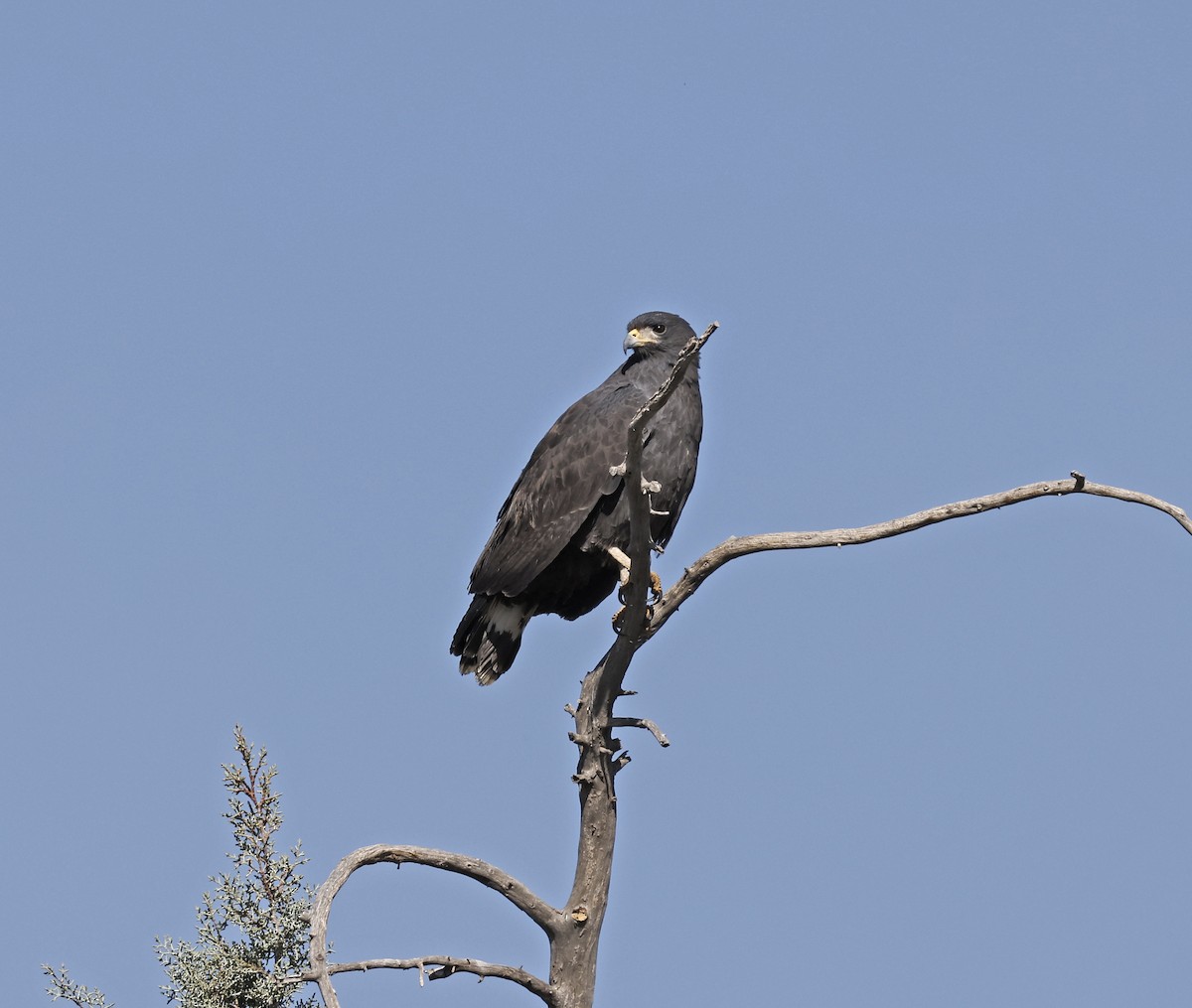 Common Black Hawk - ML633803813