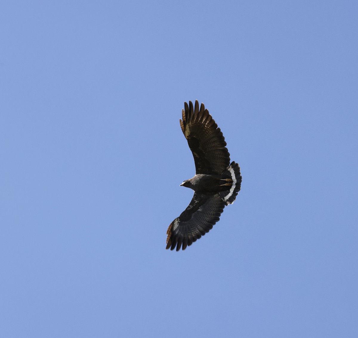 Common Black Hawk - ML633803814