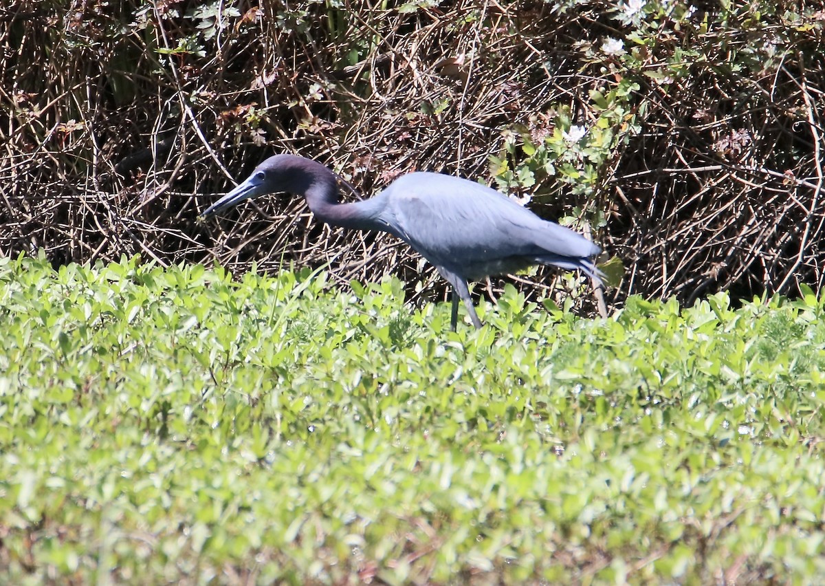 Little Blue Heron - ML633803824