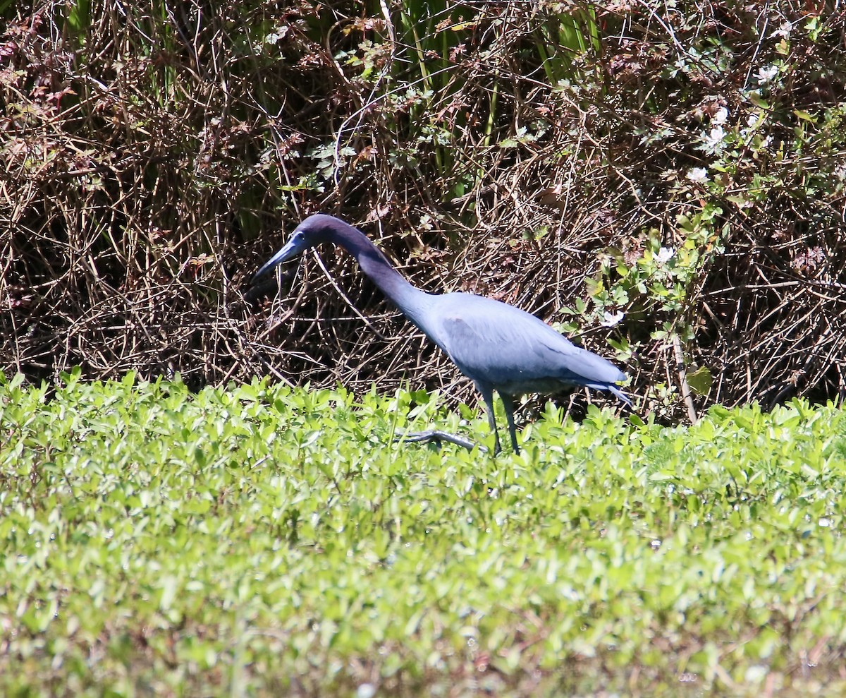Little Blue Heron - ML633803825