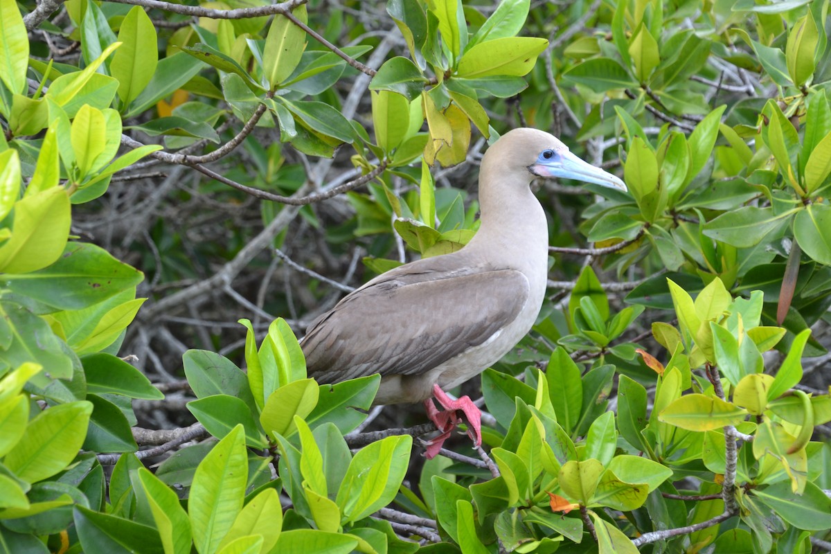 Red-footed Booby - ML633803847