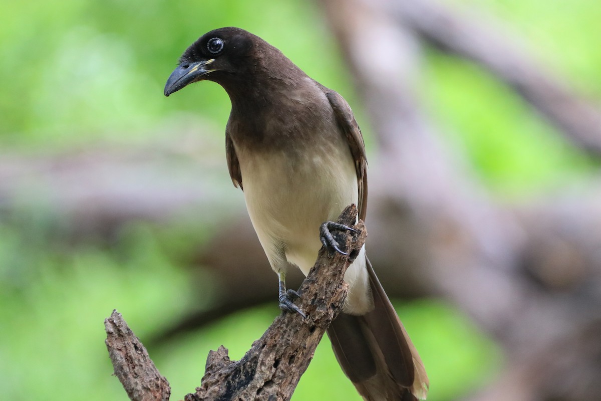 sojka hnědá - ML633803983