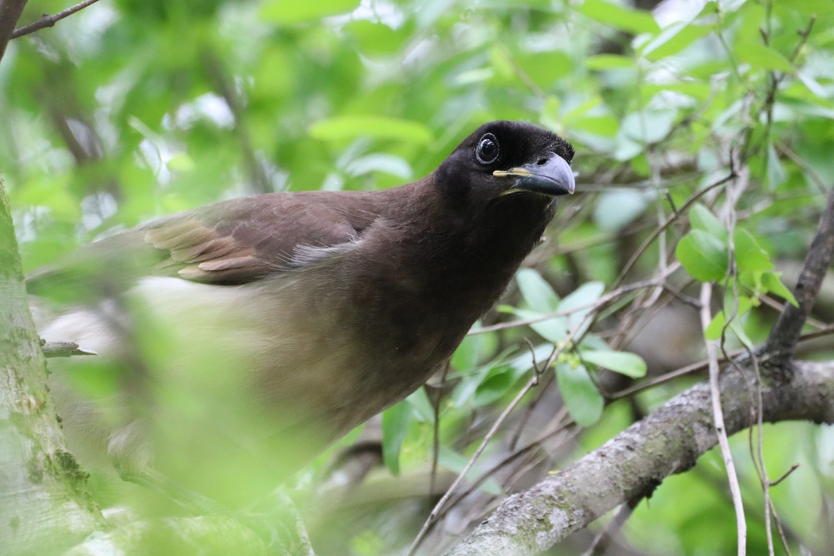 sojka hnědá - ML633803992