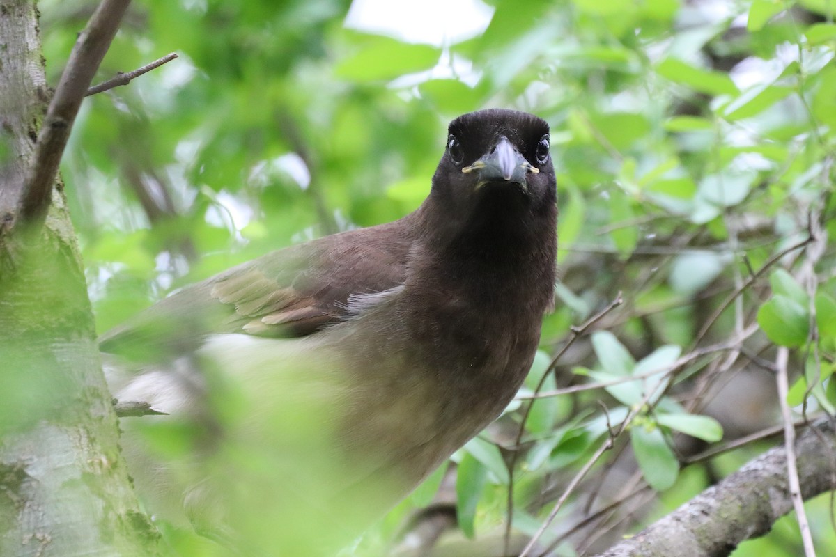 sojka hnědá - ML633803999