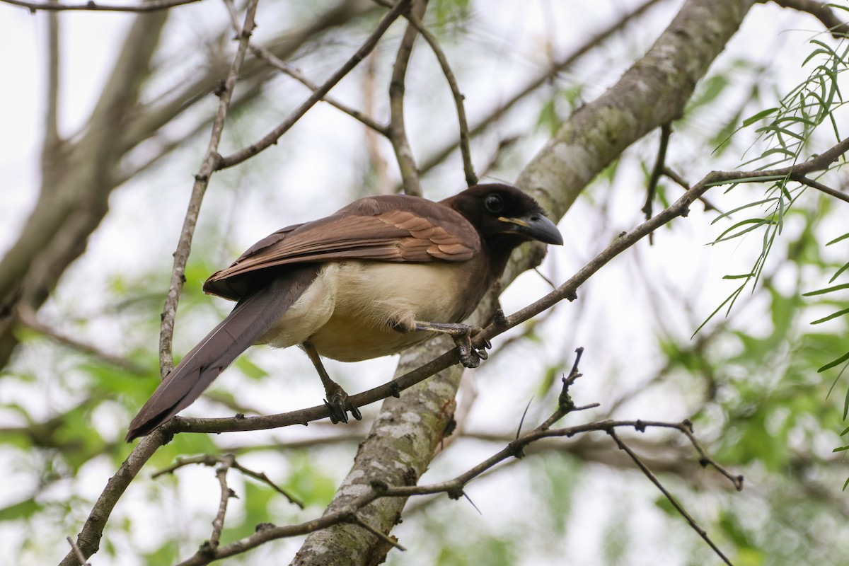 sojka hnědá - ML633804004