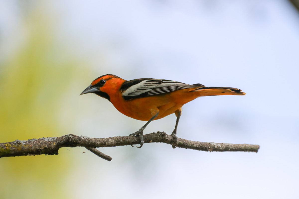 Bullock's Oriole - ML633804019