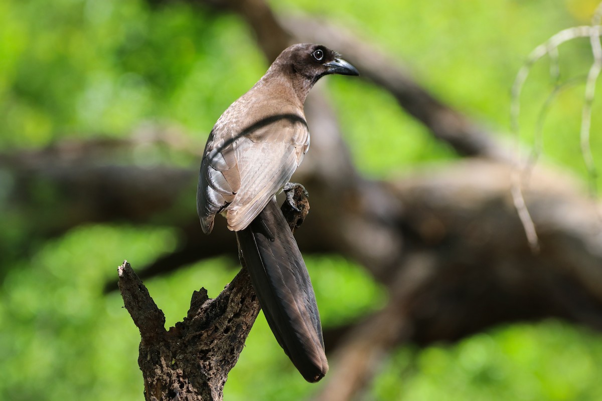 sojka hnědá - ML633804056