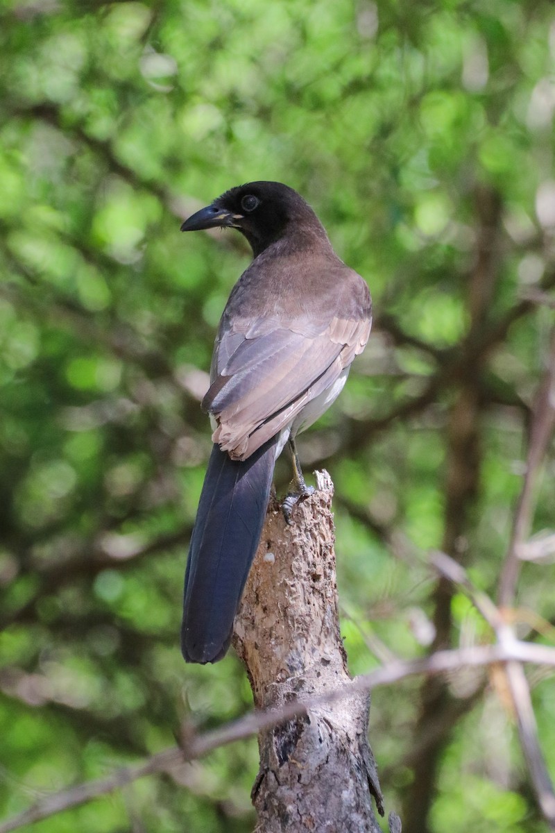 sojka hnědá - ML633804064