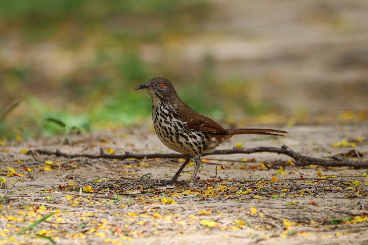 drozdec dlouhozobý - ML633804099