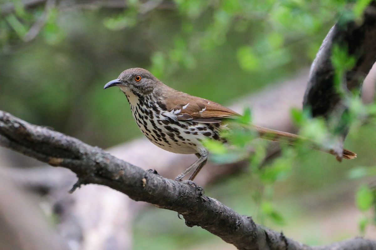 drozdec dlouhozobý - ML633804105