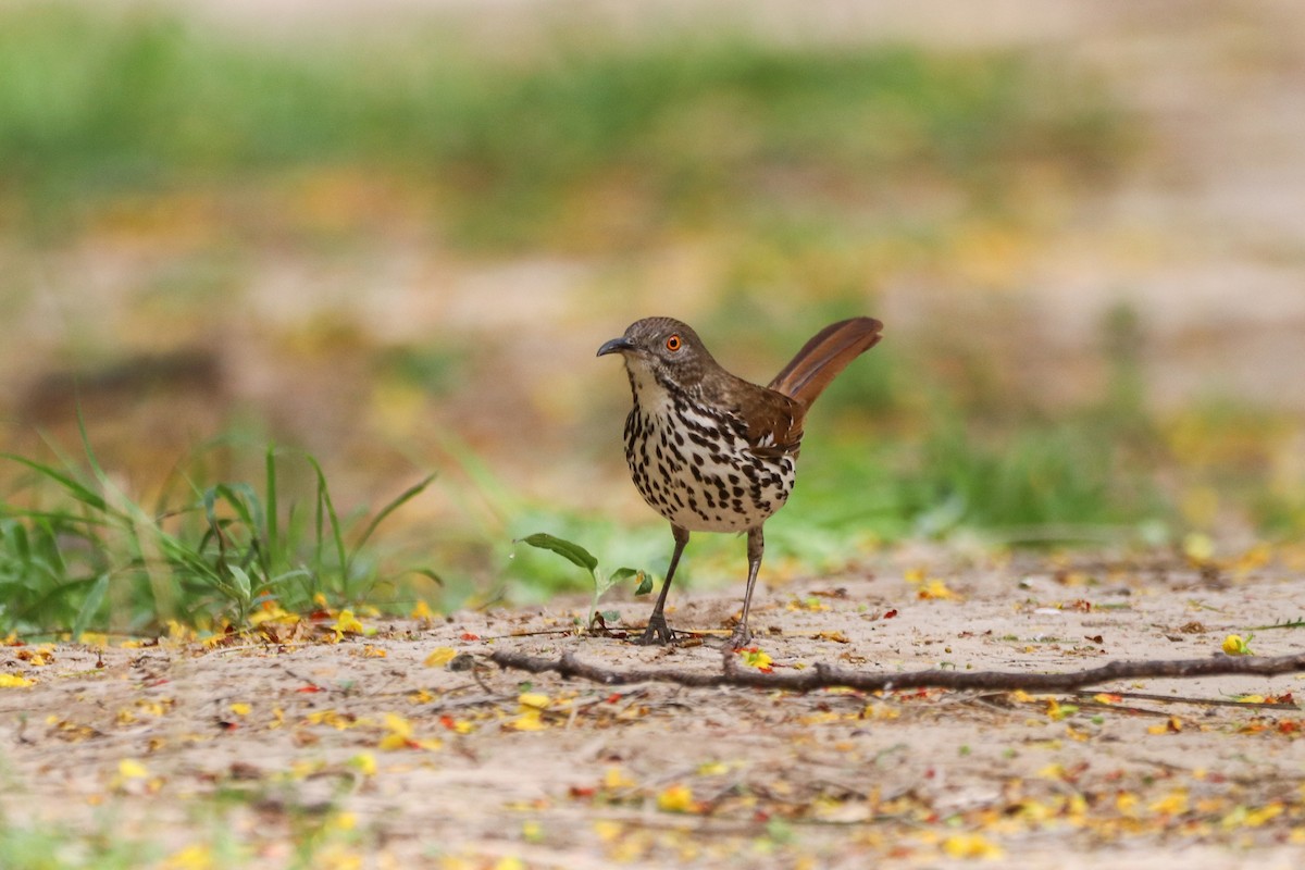 drozdec dlouhozobý - ML633804108