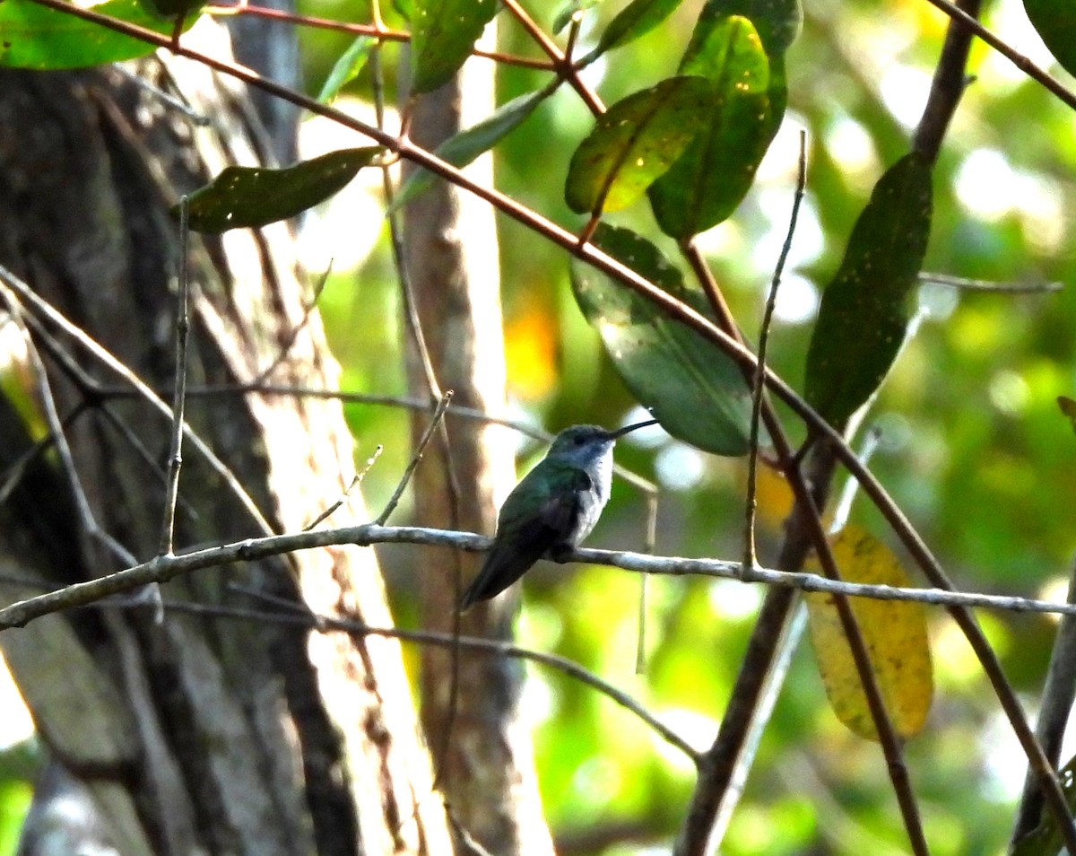 Mangrov Kolibri - ML633804158