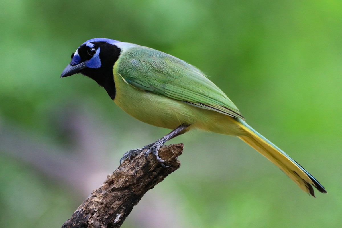 sojka zelenavá - ML633804160