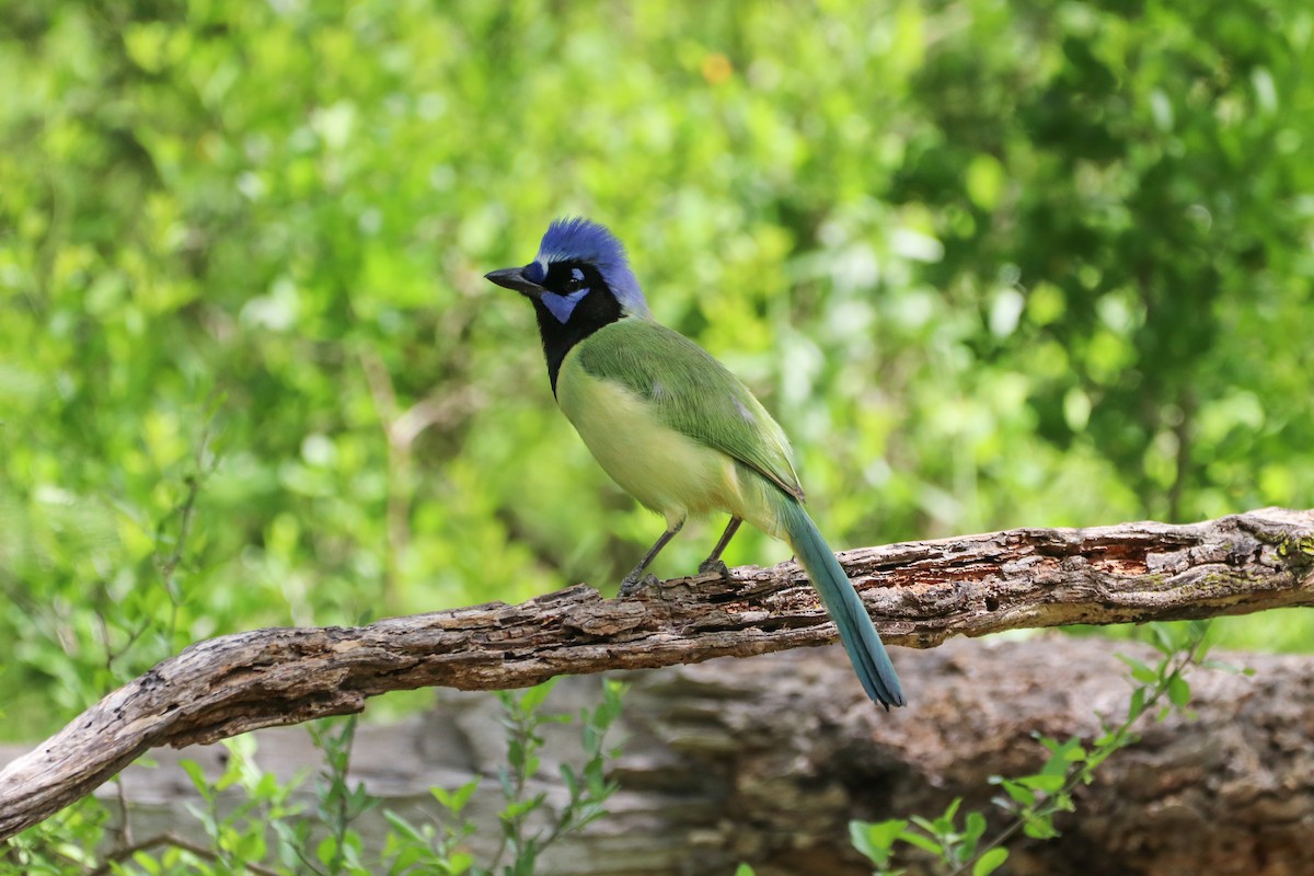 sojka zelenavá - ML633804182