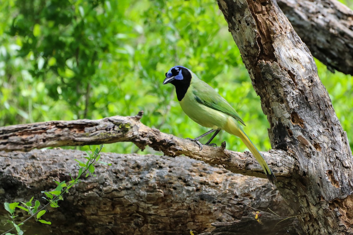 sojka zelenavá - ML633804184